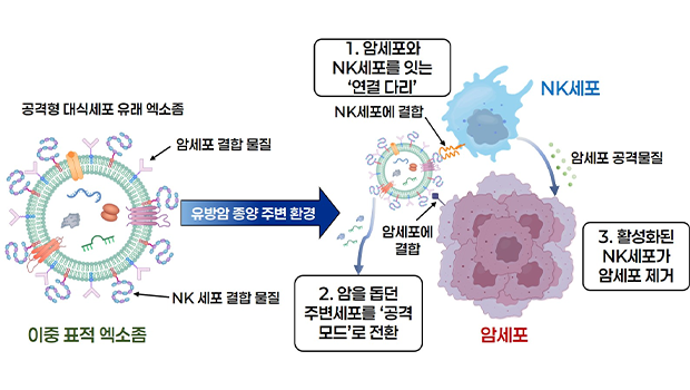 암세포와 NK세포 잇고, 대식세포도 되돌린다… 인천대, ‘다중작용 엑소좀’면역항암제 새 전략 제시 대표이미지