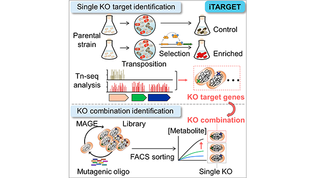 복잡한 유전 정보를 한 번에 재설계 – iTARGET 기술로 만드는 미생물 기반 차세대 바이오 공정 대표이미지