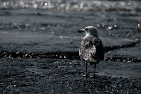 Photo of Work by the Hayang Geomjeong Photography Club